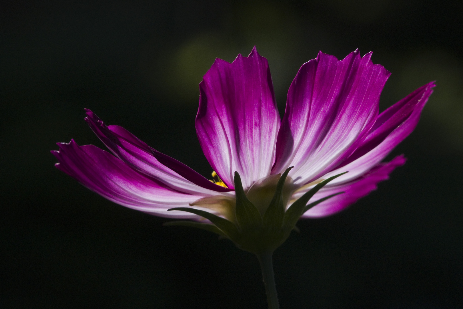 Cosmea