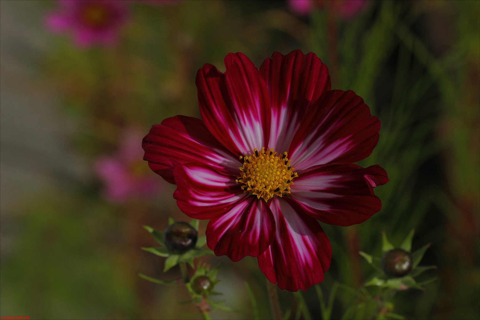 Cosmea