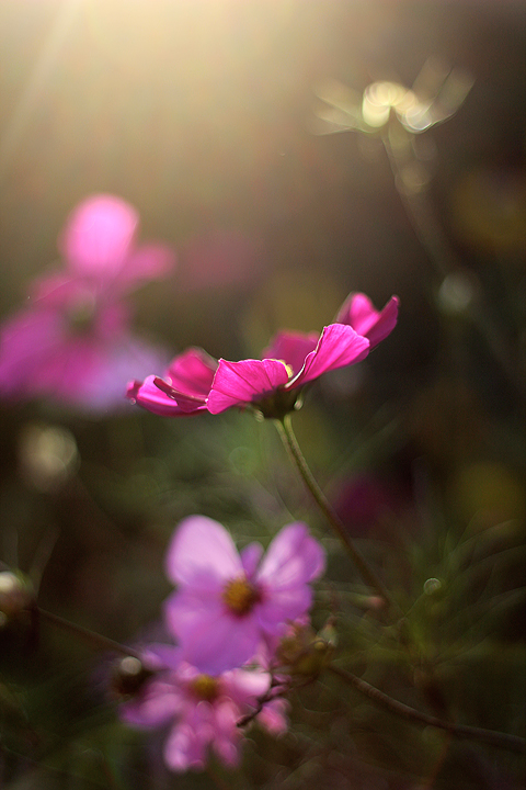 Cosmea - Abendsonne