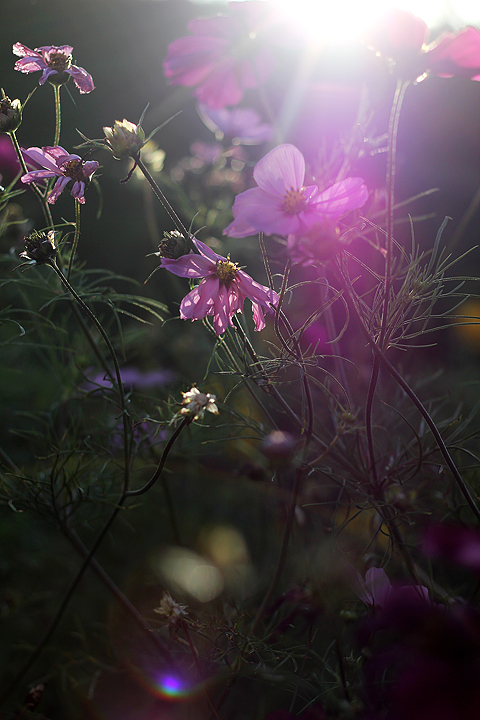 Cosmea - Abendsonne