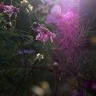 Cosmea - Abendsonne