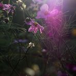 Cosmea - Abendsonne