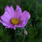 Cosmea...