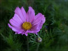 Cosmea...