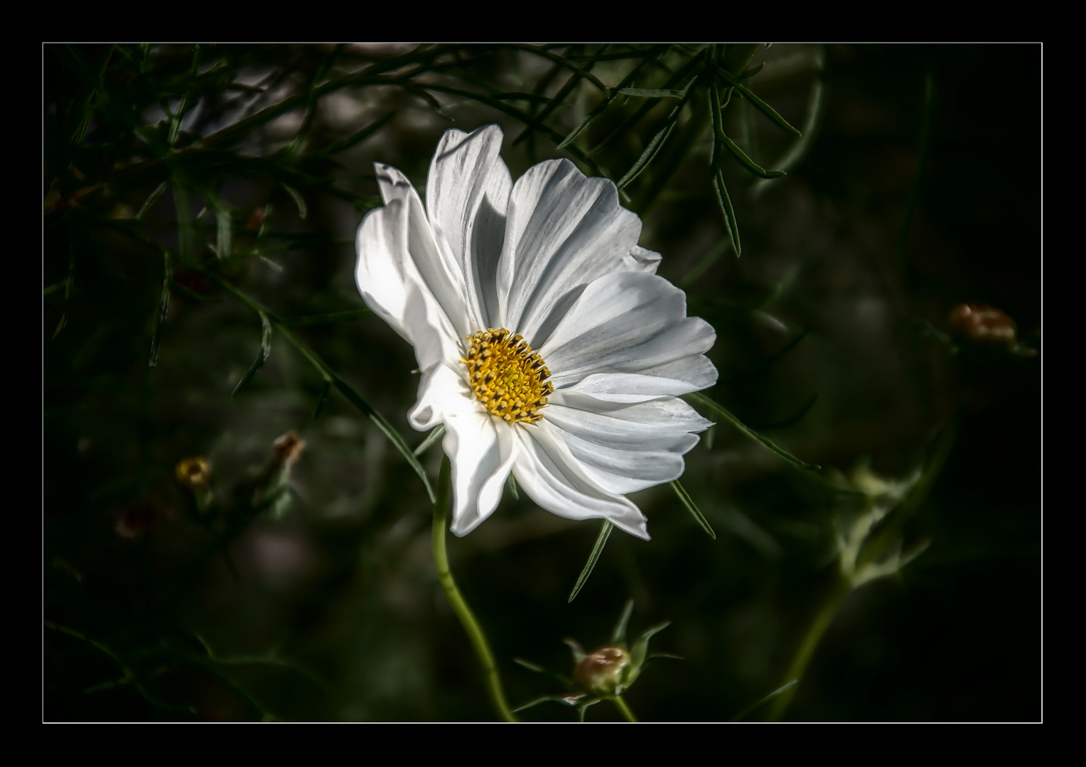 " Cosmea "