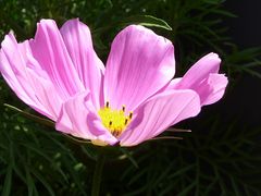 Cosmea