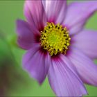 *** Cosmea ***