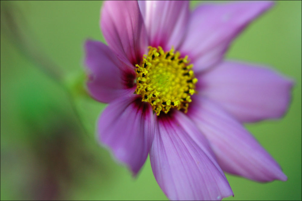 *** Cosmea ***