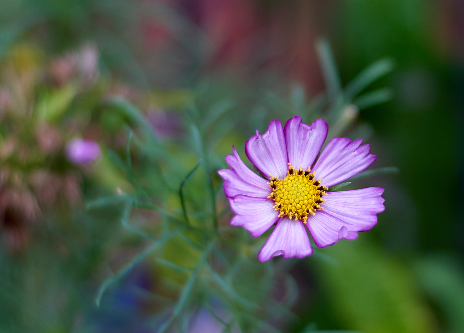 Cosmea 