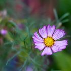 Cosmea 