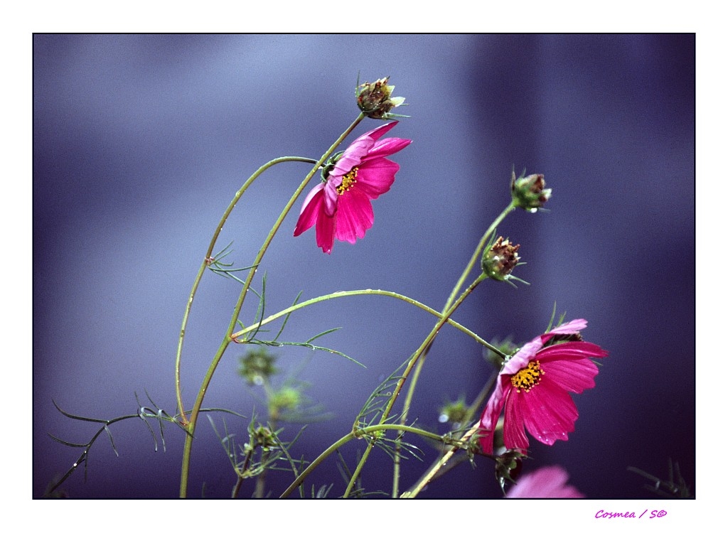 Cosmea