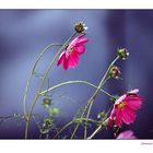 Cosmea