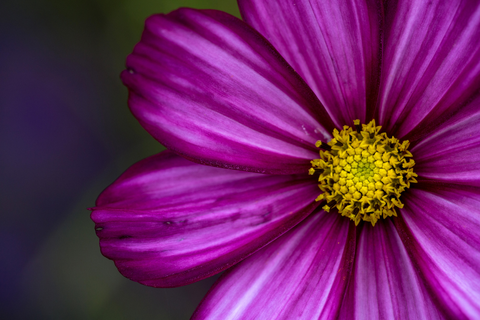 Cosmea