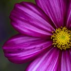 Cosmea