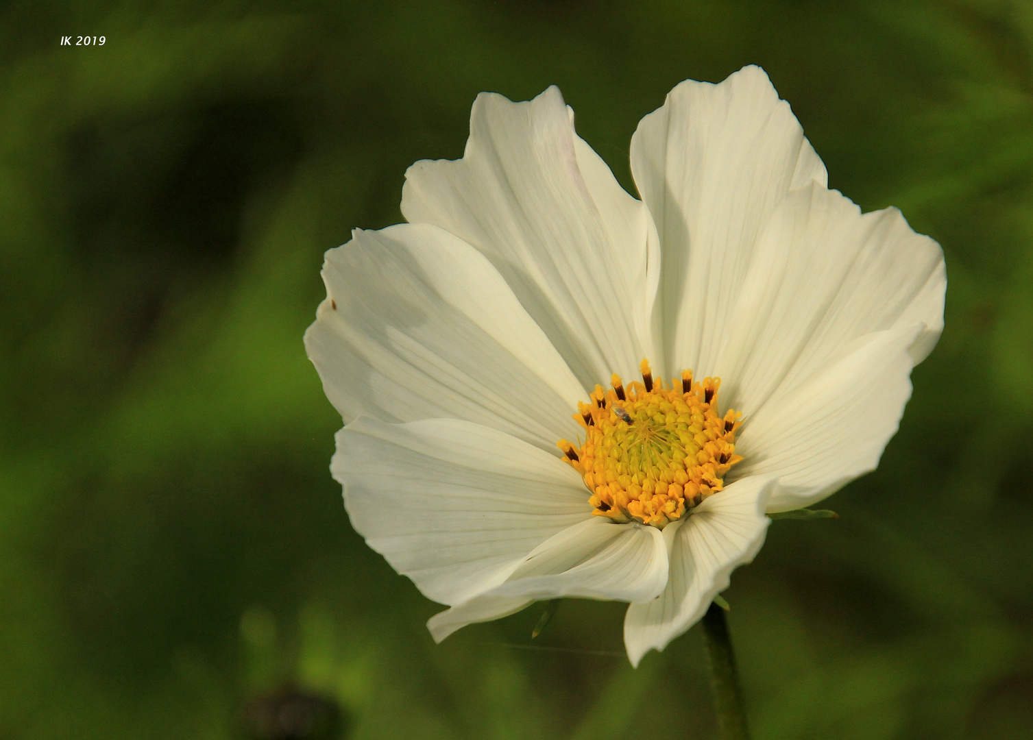 Cosmea als Mittwochsblümchen