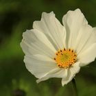 Cosmea als Mittwochsblümchen