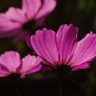 Cosmea am 4.10.13