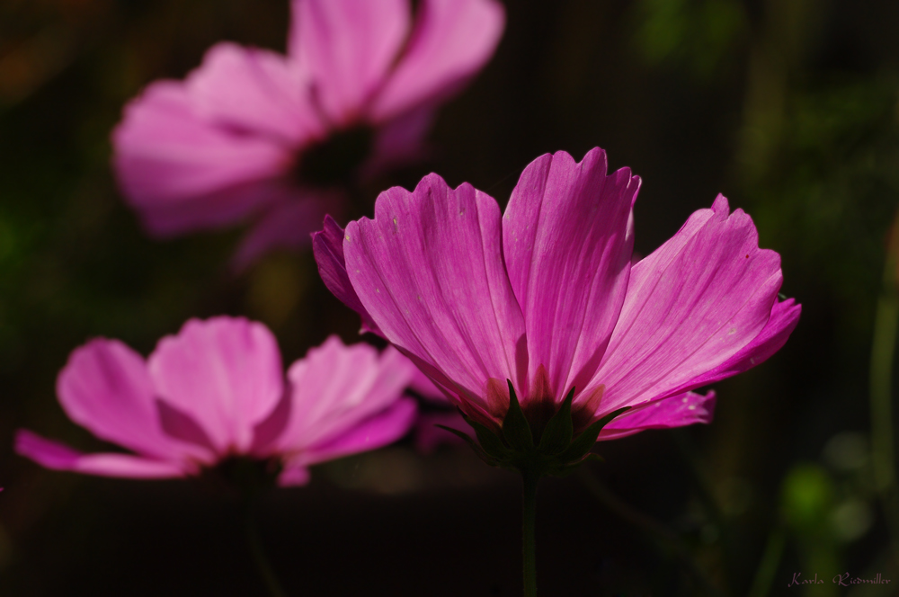 Cosmea am 4.10.13