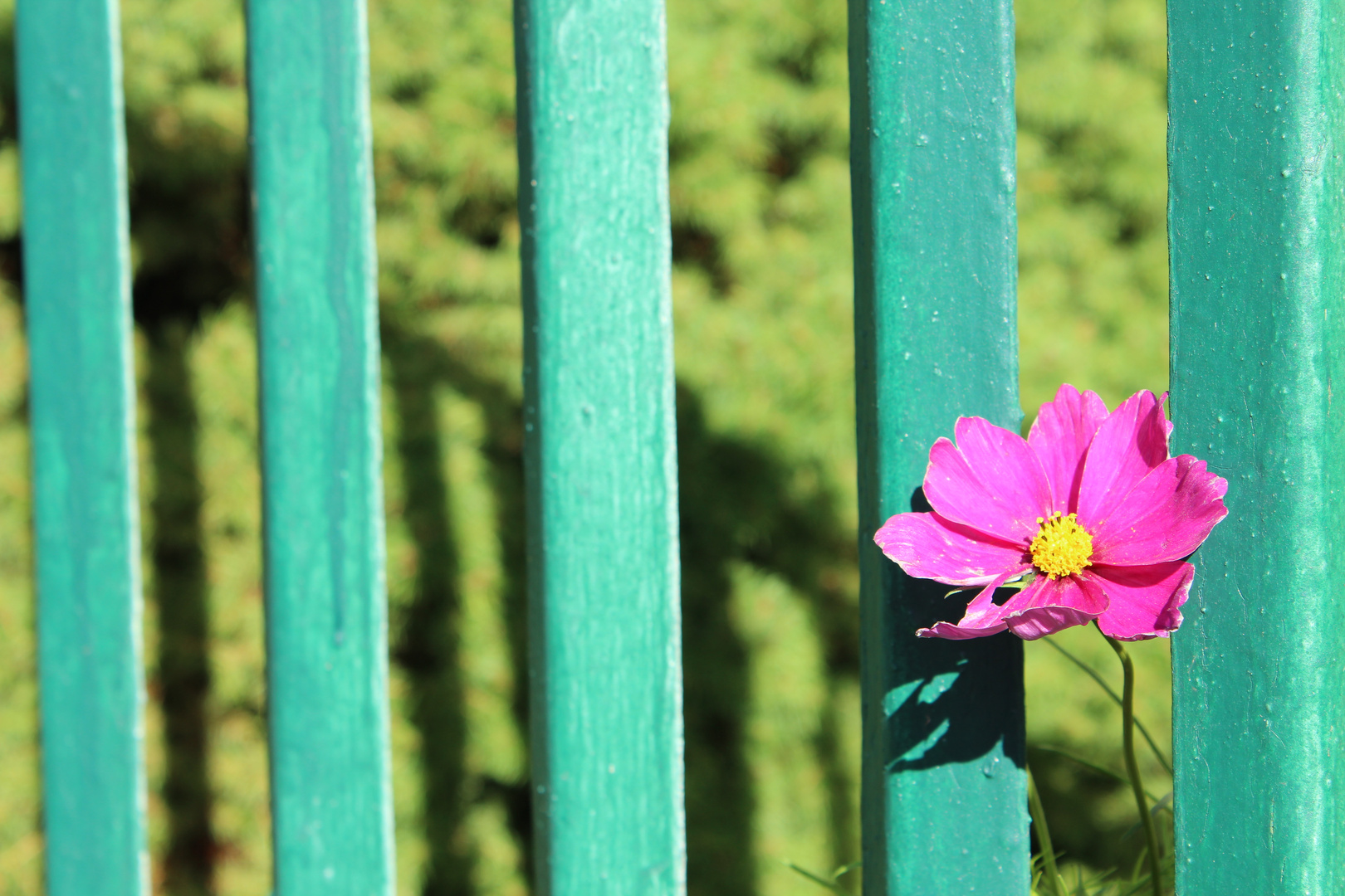 Cosmea am grünrn Zaun