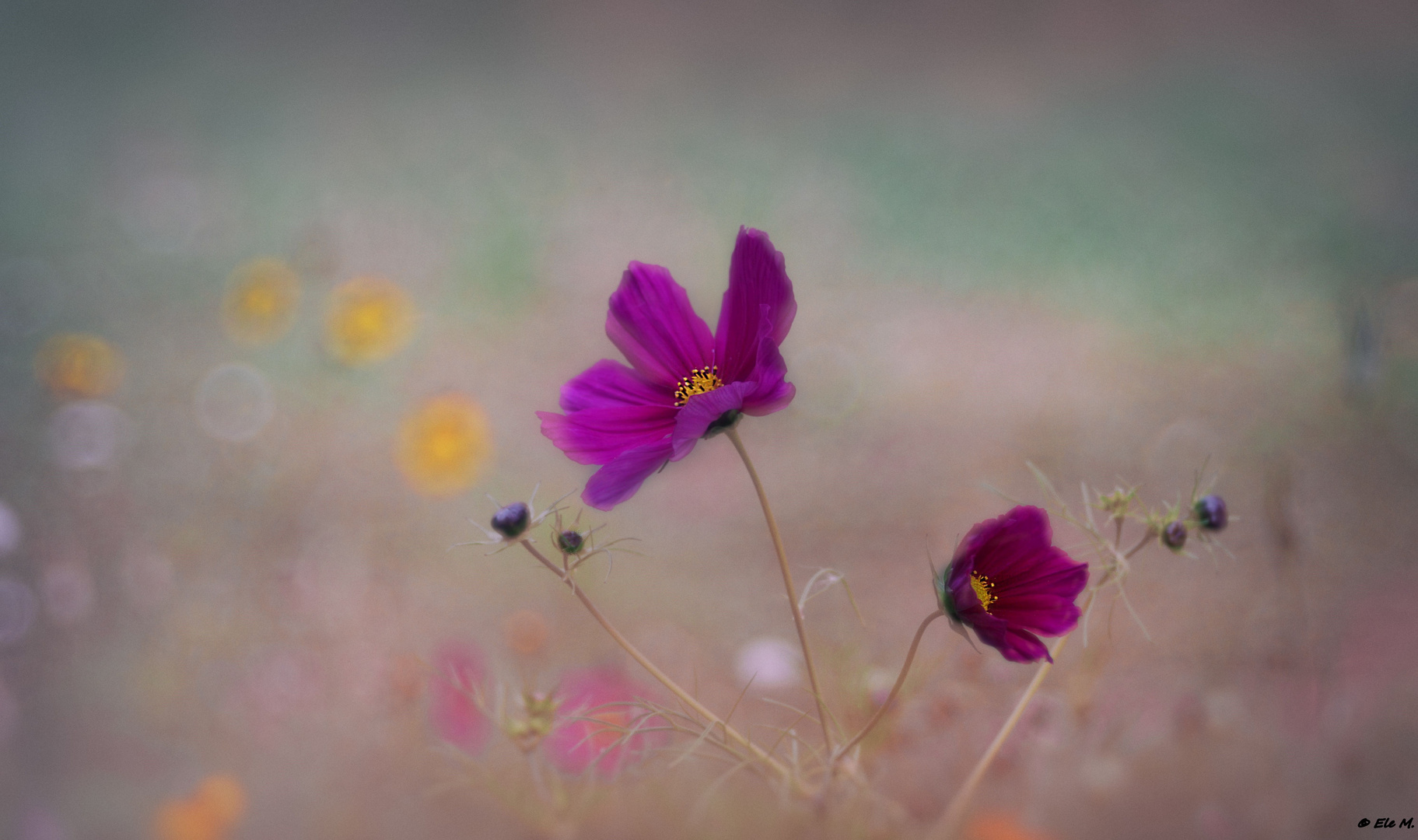 Cosmea am Mittwoch