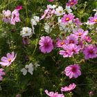 Cosmea auf der Blumenwiese in Wuppertal