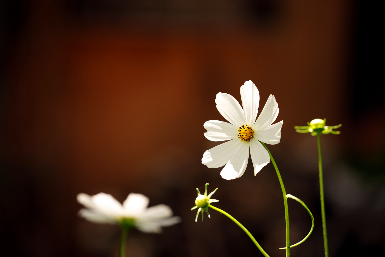 Cosmea auf unserer kleine Bienenweide im Garten