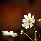 Cosmea auf unserer kleine Bienenweide im Garten