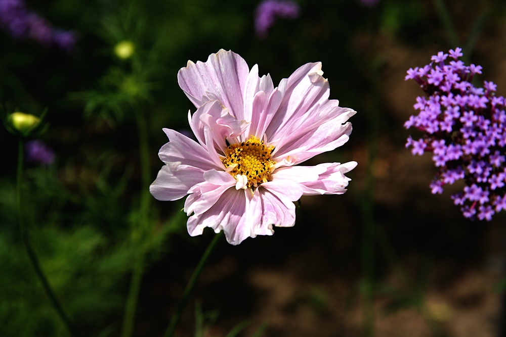 cosmea ausgangsbild