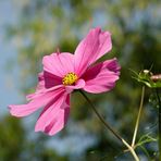 Cosmea