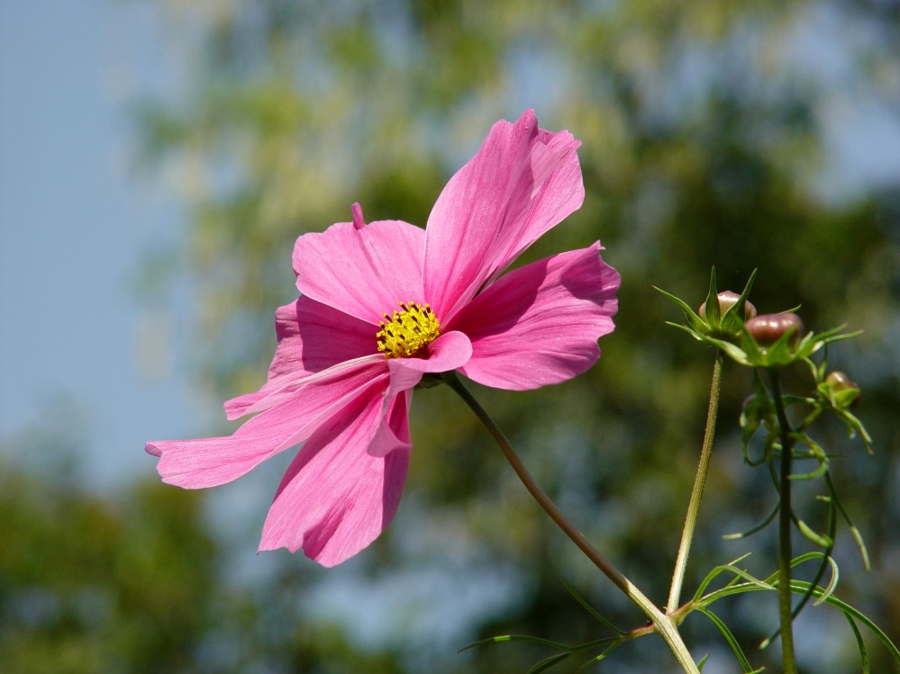 Cosmea