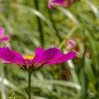 Cosmea