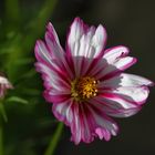 Cosmea