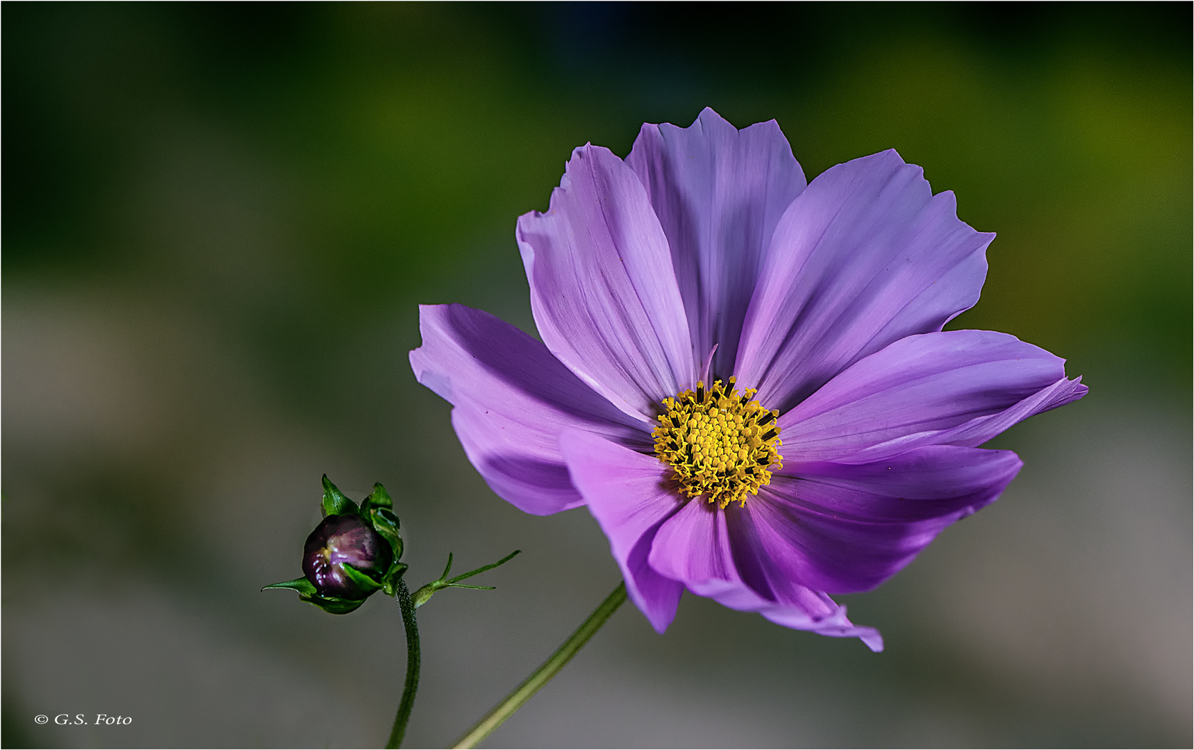 Cosmea......