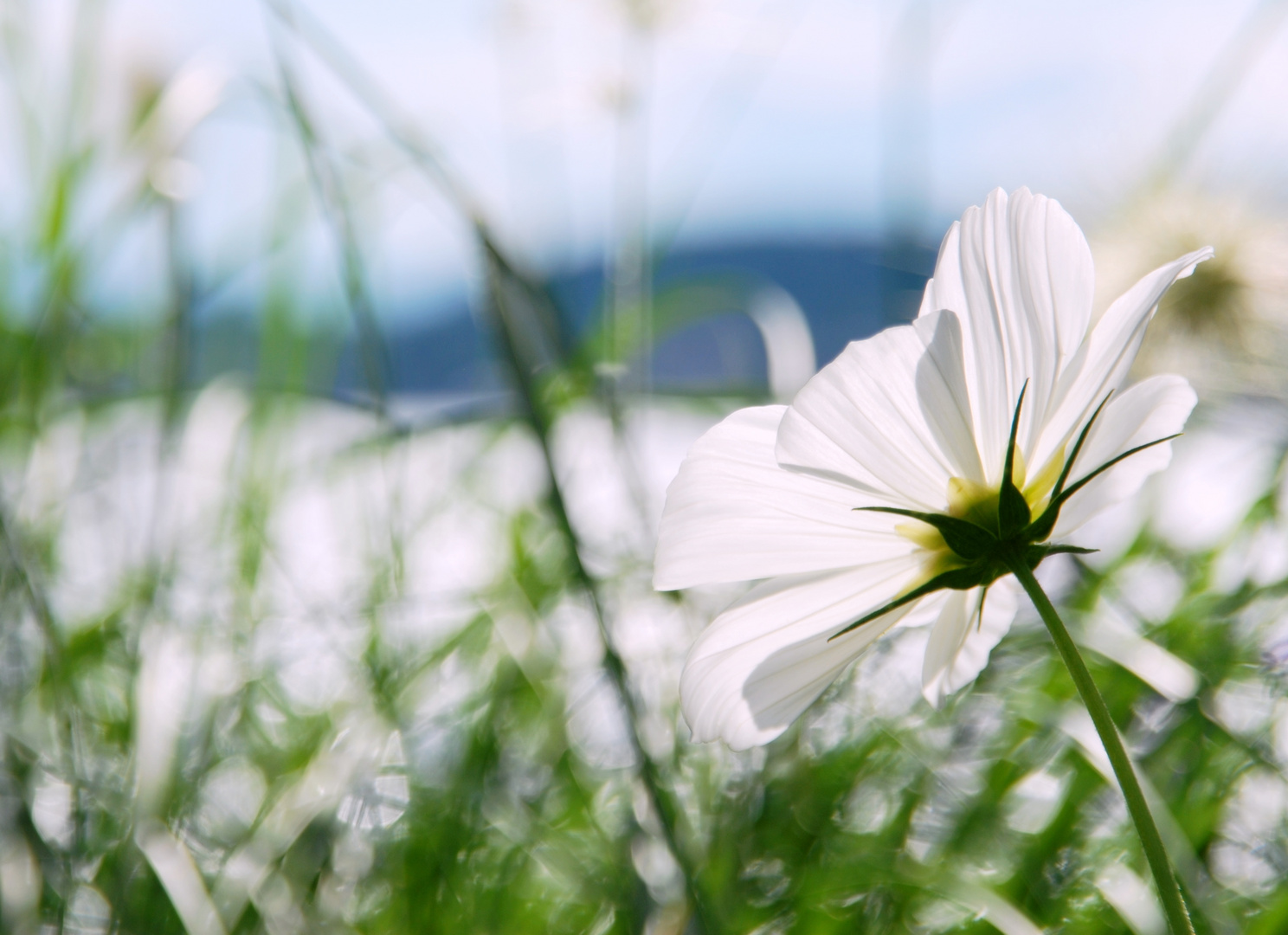 Cosmea