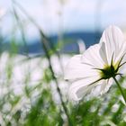 Cosmea