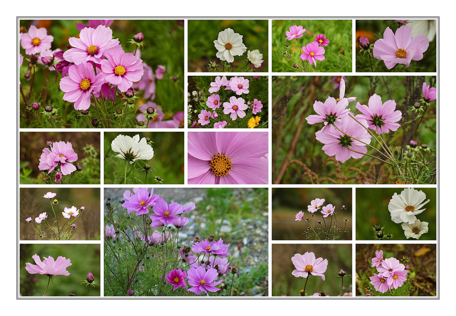 COSMEA... 