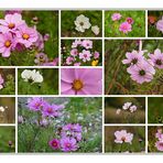 COSMEA... 