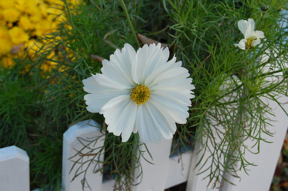 cosmea