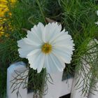 cosmea