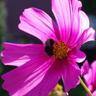 Cosmea beflügelt