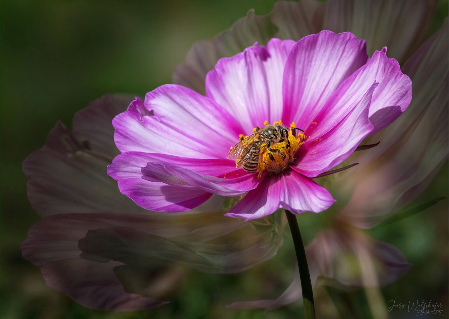 Cosmea Besuch