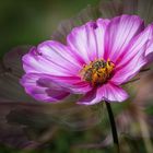 Cosmea Besuch