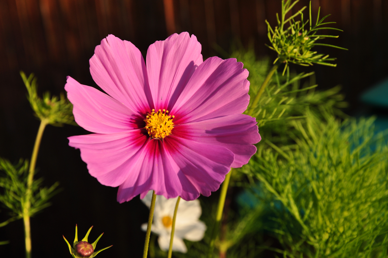 Cosmea bipinnata