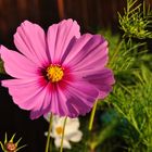 Cosmea bipinnata