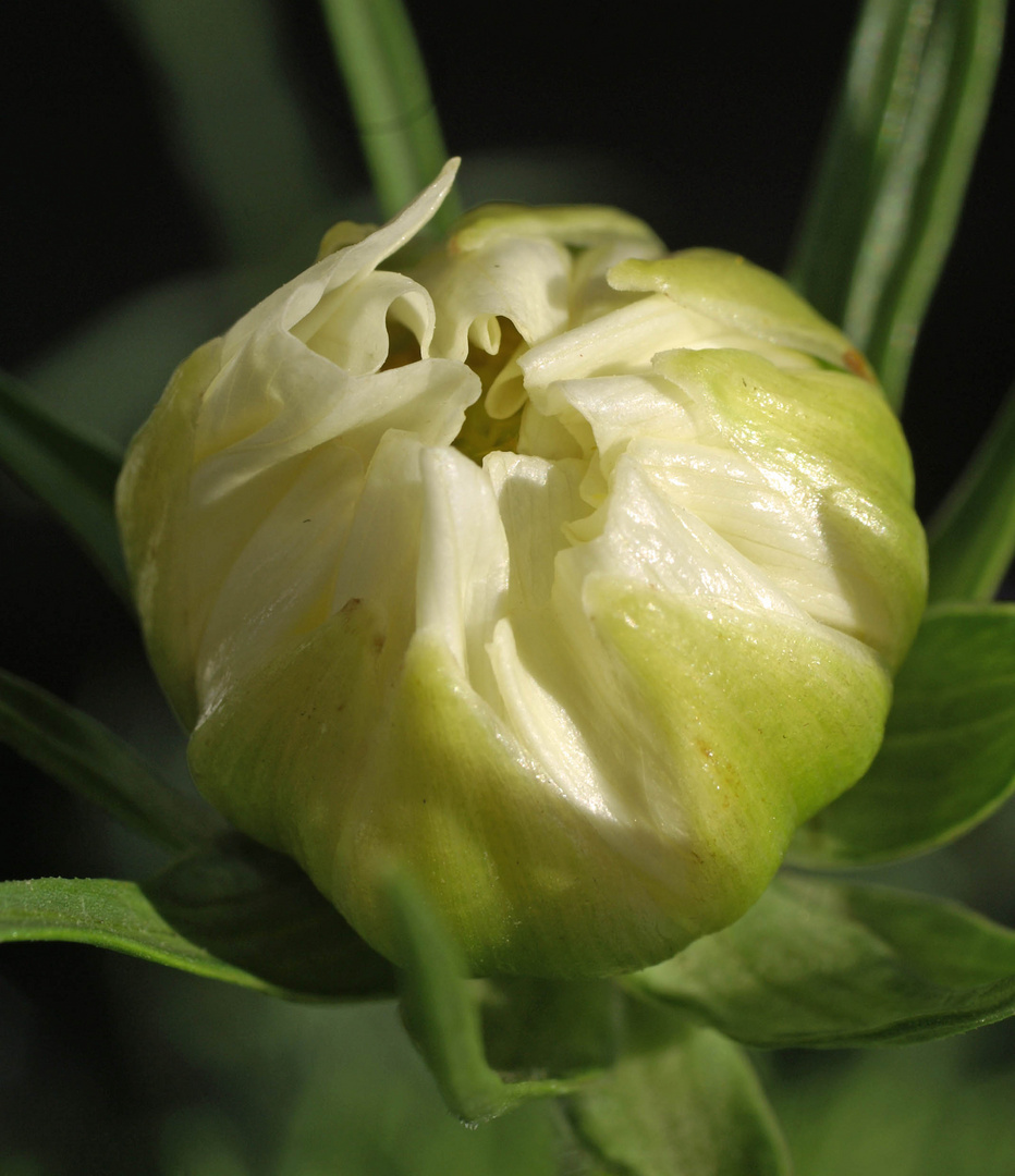 Cosmea blanca