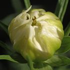 Cosmea blanca