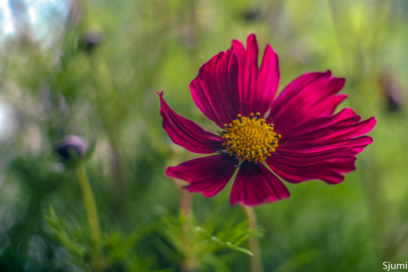 Cosmea blossom magic