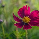 Cosmea blossom magic