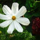 Cosmea blossom - Schmuckkörbchen