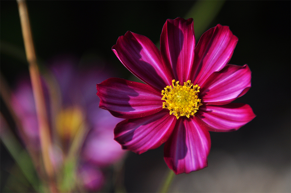 Cosmea-Blüte